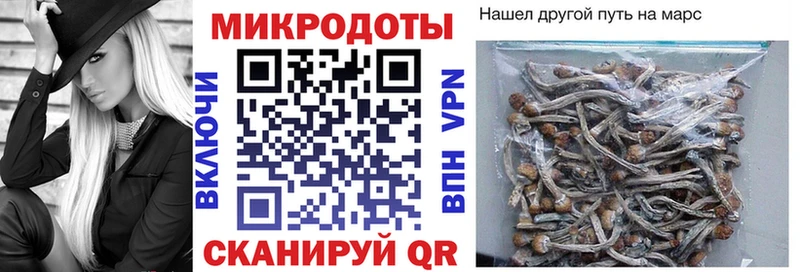 Галлюциногенные грибы Psilocybe  Лодейное Поле 